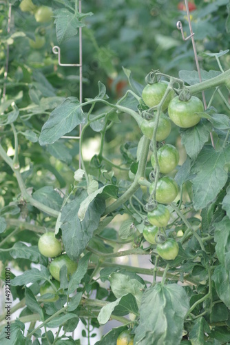 ビニールハウスで育成されるミディトマト。