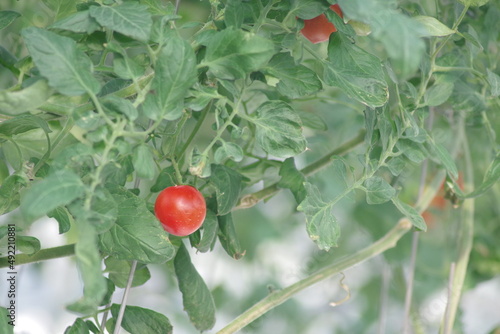 ビニールハウスで育成されるミディトマト。