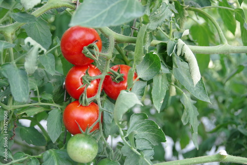 ビニールハウスで育成されるミディトマト。