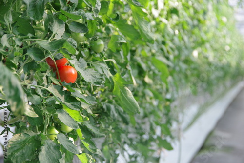 ビニールハウスで育成されるミディトマト。