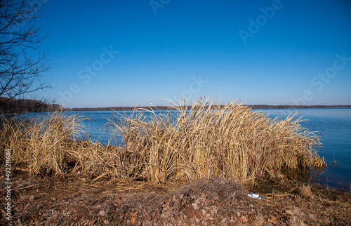 Reeds by lake under a clear blue sky