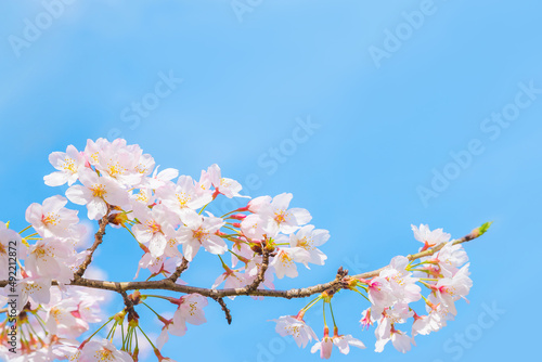 桜の花と青空とコピースペース（春イメージ背景素材）