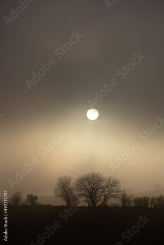 Danish evening sun - special fog and dramatic light, with bare trees in front, and background