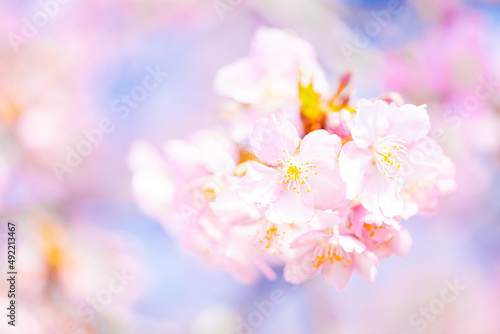 【春】青空の下の桜の花 河津桜 