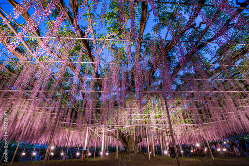Old wisteria tree at the Ashikaga Flower Park, Tochigi Prefecture, Japan photo