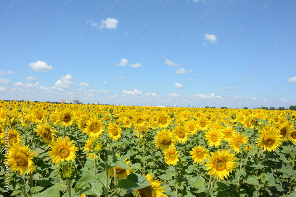nature flag of Ukraine nature flag of Ukraine