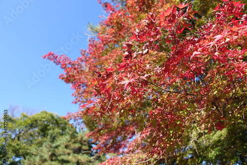 紅葉と緑