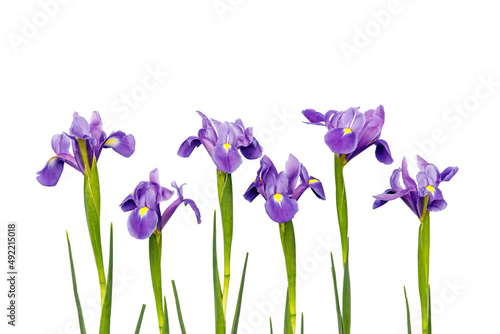 Fototapeta Naklejka Na Ścianę i Meble -  Violet Irises xiphium (Bulbous iris, sibirica) on white background with space for text. Top view, flat lay. Holiday greeting card for Valentine's Day, Woman's Day, Mother's Day, Easter!