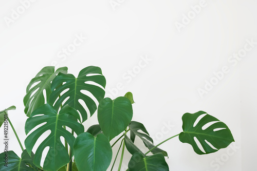 Фотография Monstera green plant in white pot in neutral decor home