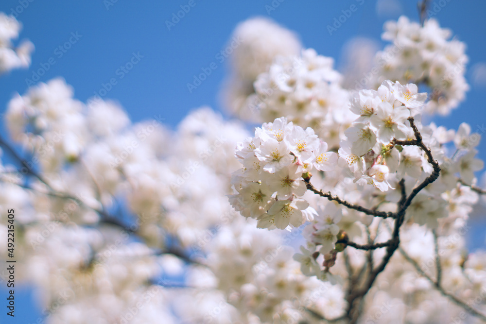 満開の桜-ソメイヨシノ