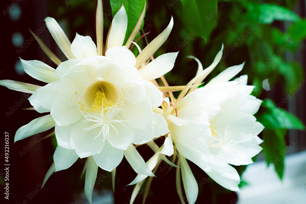 1年に1日しか咲かない月下美人 Stock Photo Adobe Stock 1年に1日しか咲かない月下美人 Stock Photo Adobe Stock