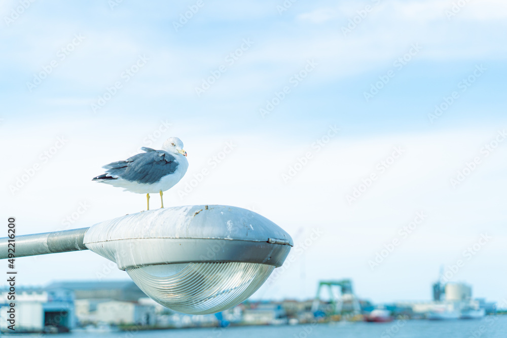 Obraz premium 波止場に佇むカモメ