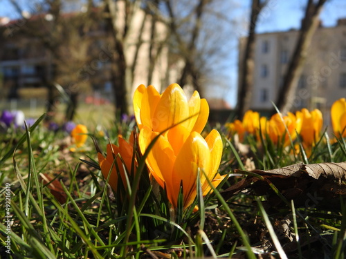 yellow crocus flowers in the city park in spring photo