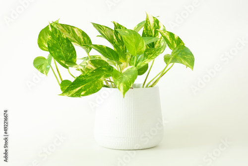 Epipremnum aureum, houseplant, golden pothos, vining plant with heart-shaped leaves plant in pot isolated on white background. DEVIL’S IVY purify the air inside the house.