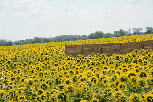 field of sunflowers