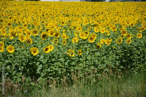 sunflowers in the field