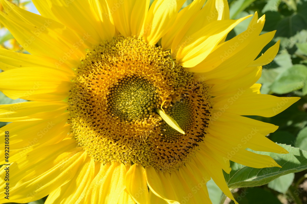 sunflower-owl sunflower-owl