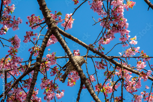 Branches of the plum tree in full bloom seen from underneath with bird sitting on a bench and the blue sky on the background in Shinjuku Gyo-en park, Tokyo, Japan photo