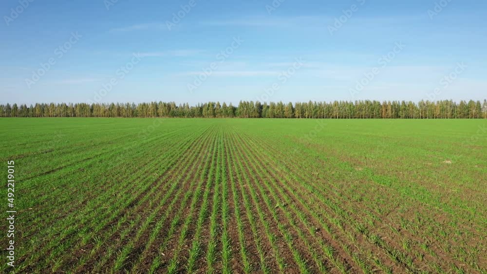 Flying Forward Over Green Sprouts Of Corn Rapeseed Wheat In Rural Field Flying Forward Over Green Sprouts Of Corn Rapeseed Wheat In Rural Field