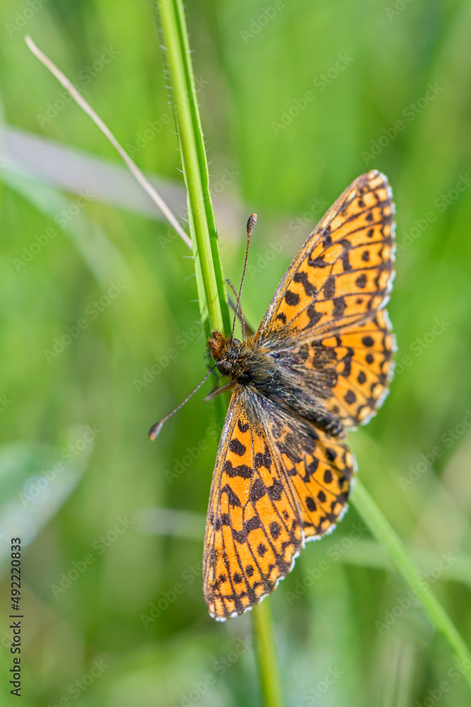 Small Pearl-bordered Fritillary - Boloria selene, beautiful orange butterfly from European meadows and grasslands, White Carpathians, Czech Republic. Small Pearl-bordered Fritillary - Boloria selene, beautiful orange butterfly from European meadows and grasslands, White Carpathians, Czech Republic.
