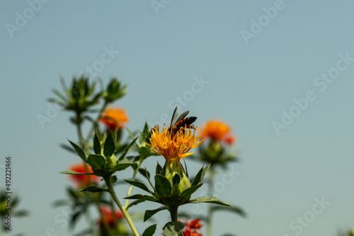 Valokuva Bees sit on a Suffron flower collecting honey Dyer's Saffron