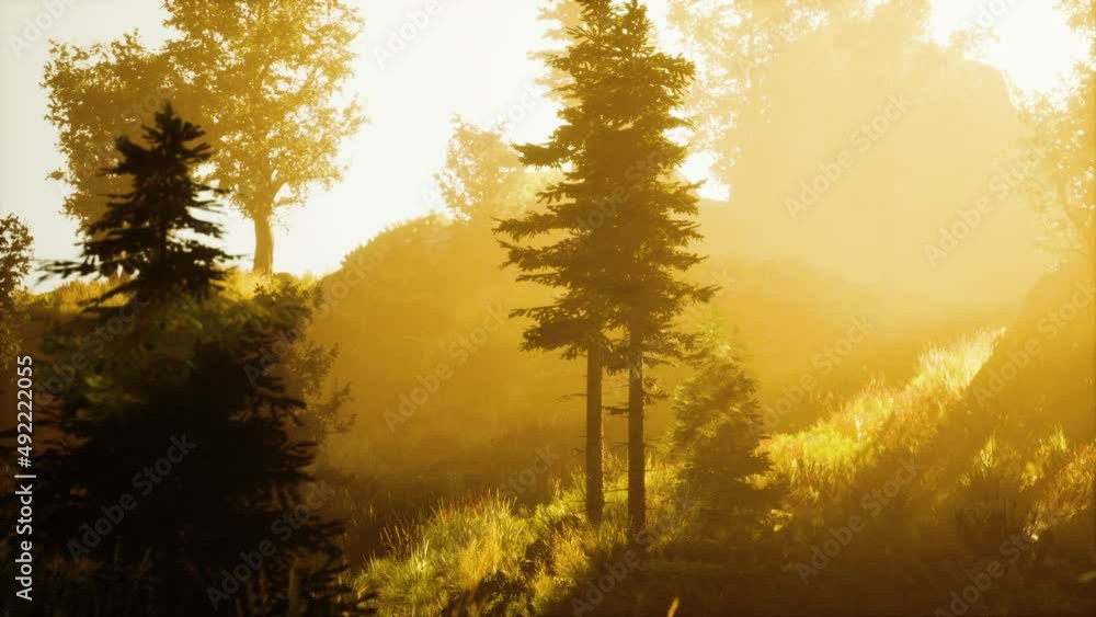 panoramic view of the majestic evergreen forest in a morning fog panoramic view of the majestic evergreen forest in a morning fog