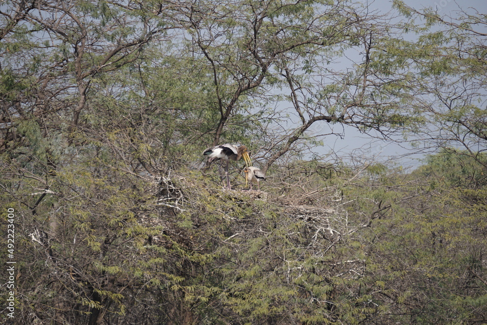 yellow-billed stork, wood stork or wood ibis (Mycteria ibis) birds sitting on the tree yellow-billed stork, wood stork or wood ibis (Mycteria ibis) birds sitting on the tree