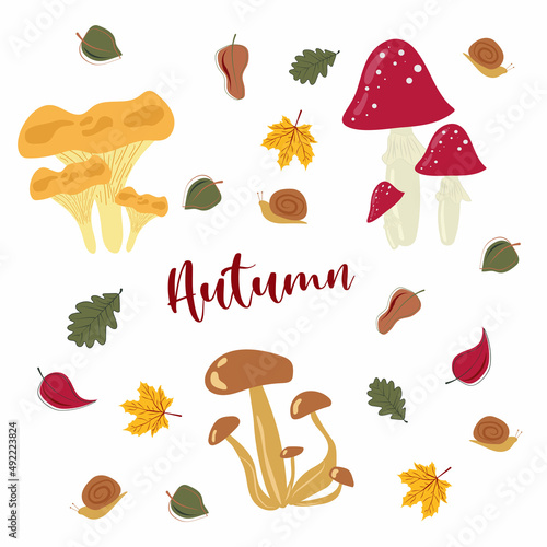 Mushroom set of illustrations isolated on white. White mushroom, chanterelles, honey agarics, mushrooms, fly agarics, morels. A set of ingredients for the witch's potion. Cartoon style.