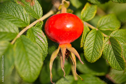 Rosehip on on a bush. Fresh raw briar berries with leaves.
