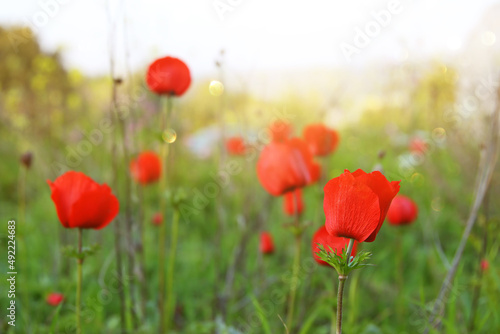 photo of red poppy in the green field at sun light