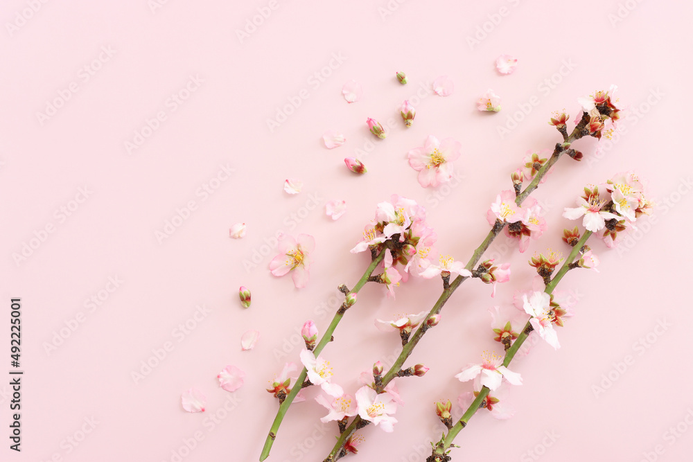 image of spring white cherry blossoms tree over pink pastel background