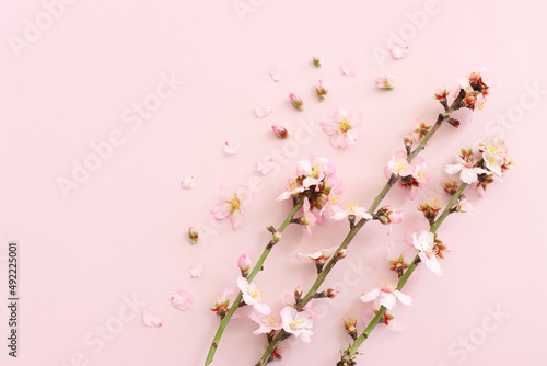 image of spring white cherry blossoms tree over pink pastel background photo