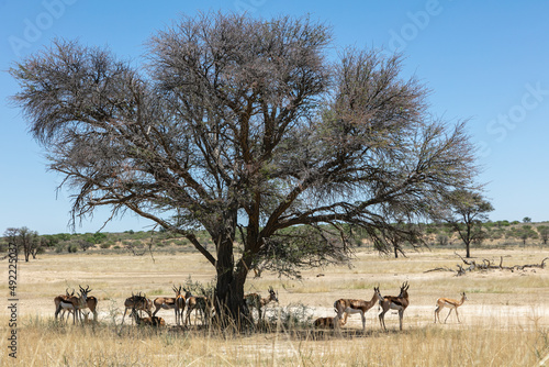 Fototapeta Naklejka Na Ścianę i Meble -  A group of springbok standing in the shade of a tree during a hot day in the Kgalagadi Transfrontier Park