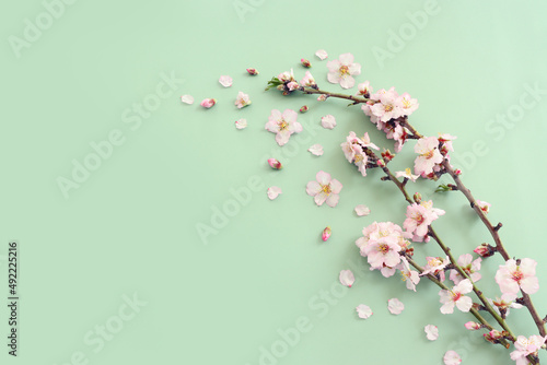 image of spring white cherry blossoms tree over green pastel background. vintage filtered image photo