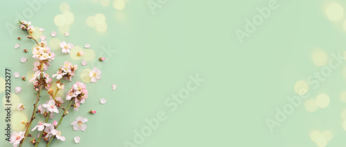 image of spring white cherry blossoms tree over green pastel background photo