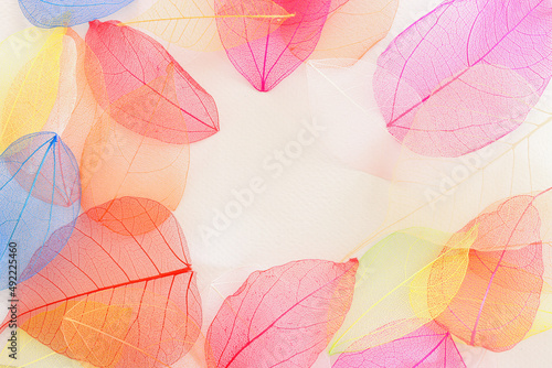 Colorful transparent and delicate skeleton leaves over white background