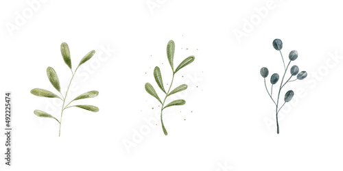 Watercolor plant illustration. Digital paint.