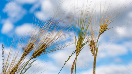 Selective Focus On Wheat Ear.Close up of ripe wheat ears against beautiful sky with clouds.spikelet of wheat on a field on a farm against the backdrop of a blue sky.With Selective Focus on the Subject