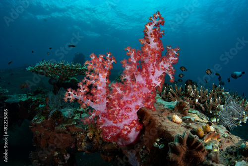 Fototapeta Naklejka Na Ścianę i Meble -  Amazing coral reefs. Underwater world of Tulamben, Bali, Indonesia.