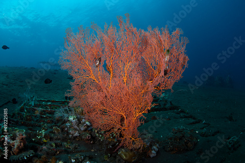Amazing coral reefs. Underwater world of Tulamben, Bali, Indonesia.