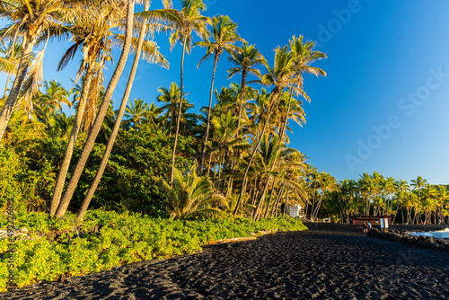 Coconut Palm Trees On Punalu'u Black Sand Beach, Hawaii Island, Hawaii, USA photo