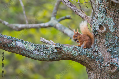 Red Squirrel posing  Brownsea Island Autumn Dorset
