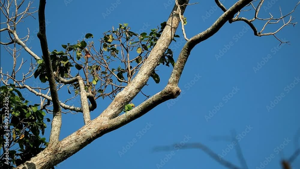 Beautiful Alexandrine Parrot Couple Mating on the Resin Tree Footage Beautiful Alexandrine Parrot Couple Mating on the Resin Tree Footage