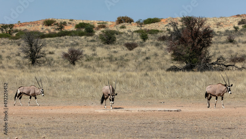 Three gemsbok walking in the Kgalagadi Transfrontier Park with trees and sand dune in the background