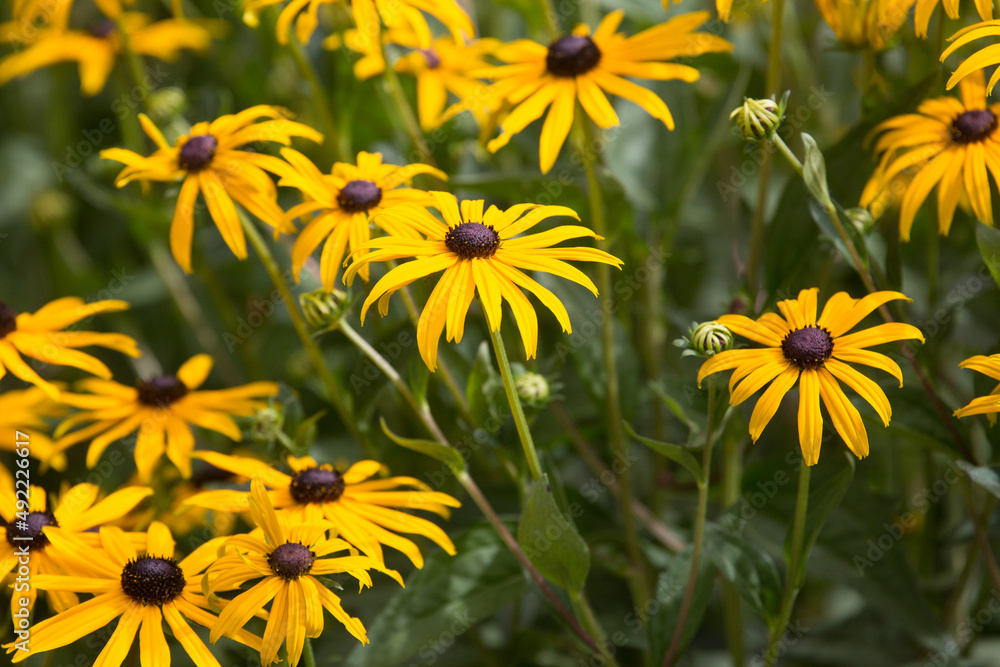 yellow flowers in the garden yellow flowers in the garden