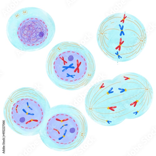 Obraz na plátně Mitosis, a process of cell duplication