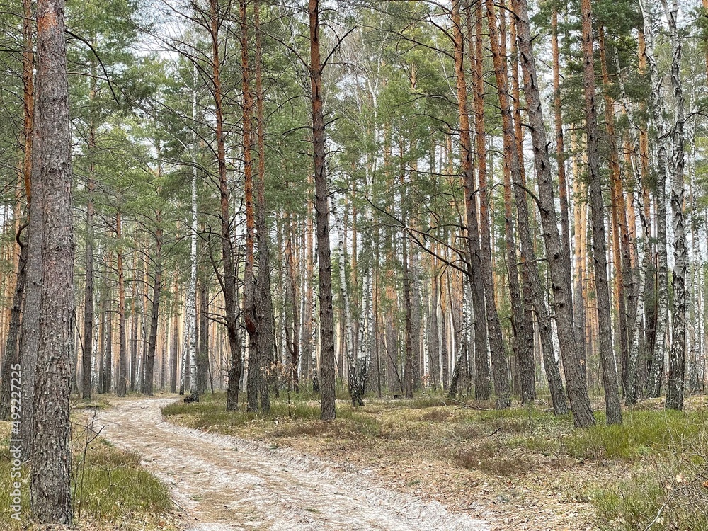 Obraz premium path in the woods