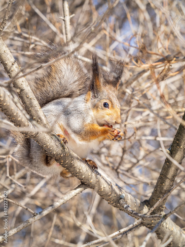 The squirrel with nut sits on tree in the winter or late autumn