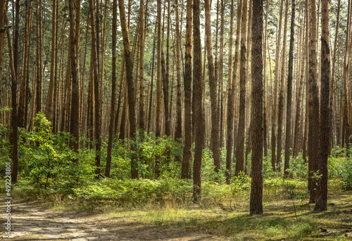 Dark wood of coniferous trees in a summer day. Nature background.  © olenaari