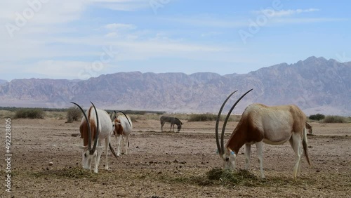Antelope scimitar horn Oryx (Oryx leucoryx). Due to danger of extinction, the species was introduced from Sahara and adopted in nature reserves of the Middle East photo